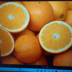 Fresh Navel Oranges - Large and Juicy - 50 cents Each