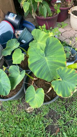 Elephant ear