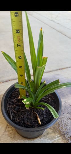 Pandan Plants (edible/cooking)