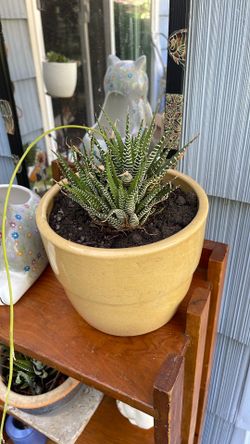 Blooming succulent houseplant