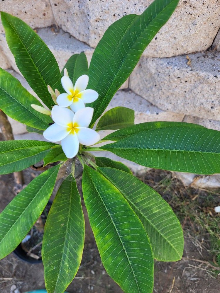 Plumeria Plant Five Gallon Pot