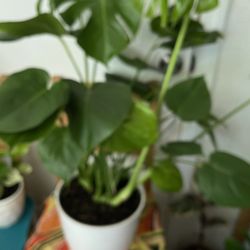 Monstera Plant For Room Big Plant In Nice Pot
