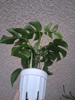Rhaphidophora "Mini Monstera " Plant $18