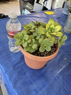 Kiwi Succulent