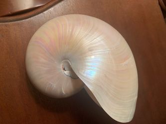 Polished nautilus shell