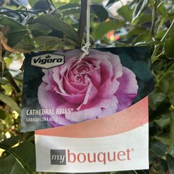 Roses $15 Or 2 For $25