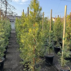 Podocarpus Gracilior Privacy Hedge