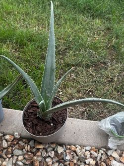 Aloe Vera plant with drainage pot