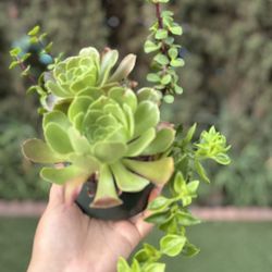 Succulent 