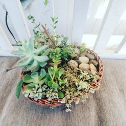 Succulents