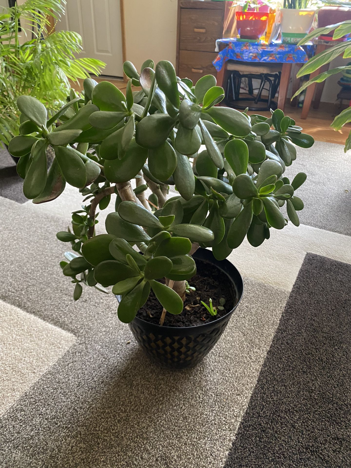 Jade Plant 