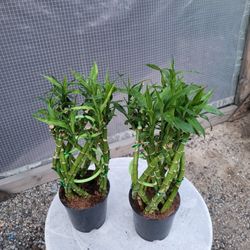 Lucky Bamboo Plant 4" Pot $ 5 Each