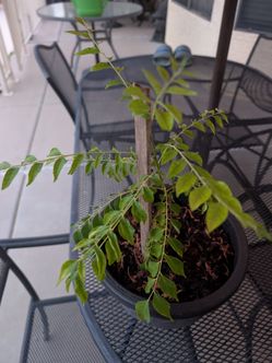 CURRY LEAF PLANT