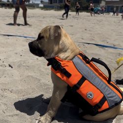 DOG LIFE JACKET - SMALL