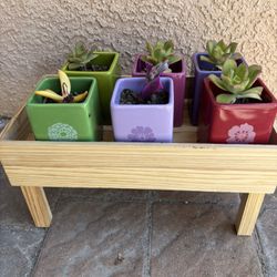 Six Live Succulent In Vibrant Color Pot