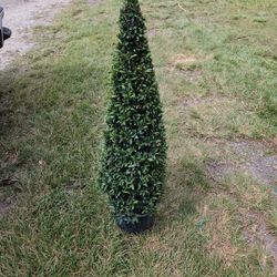 topiary  cones all sizes  available  staring  $30 