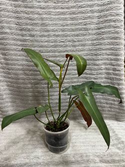 Philodendron Atabapoense Live Plant