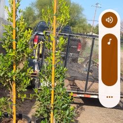 Ficus Nitida 15 Gallons.