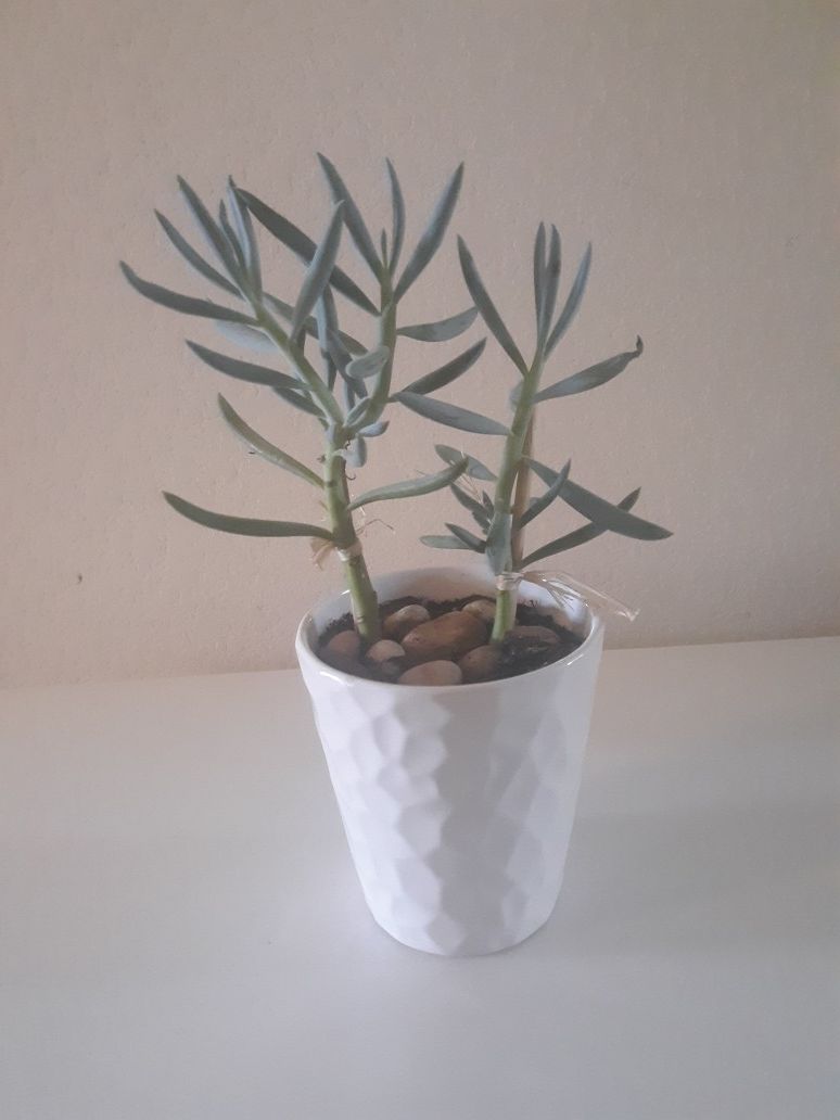 Real succulent. 2 plants in pot. Pick up