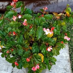 #8 Wax begonia Plant 5gal Pot, 30' Plant