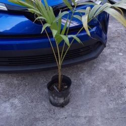 Christmas Palm Adonidia Landscape Palm Potted Plant