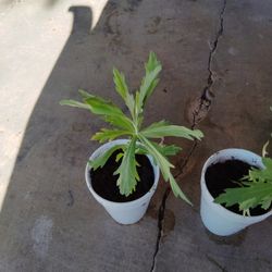 Estafiate $3 Cada Uno 