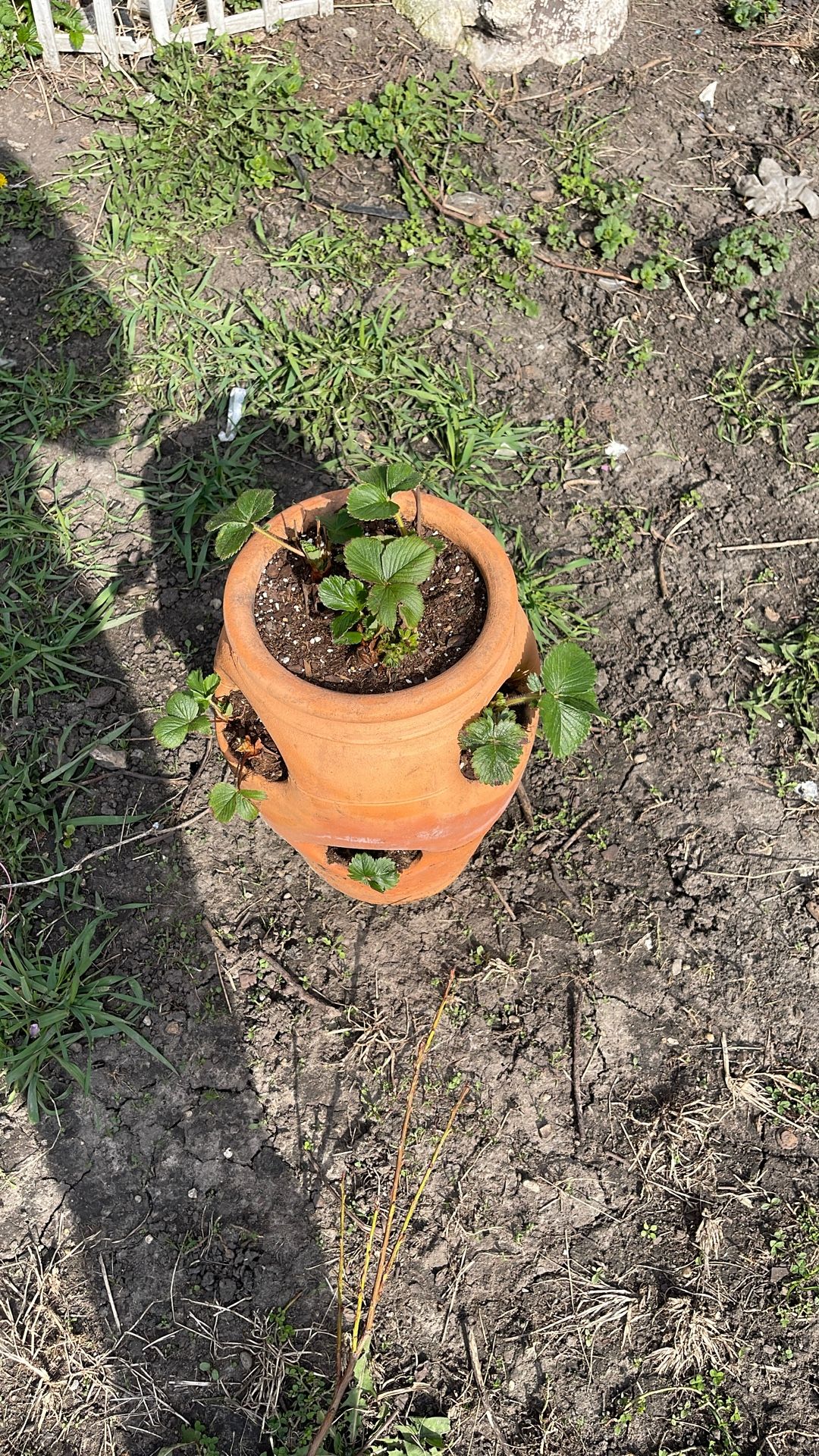 Ceramic Pot With Strawberries Plants