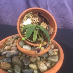 Gastrochilus Retrocalla Orchid 