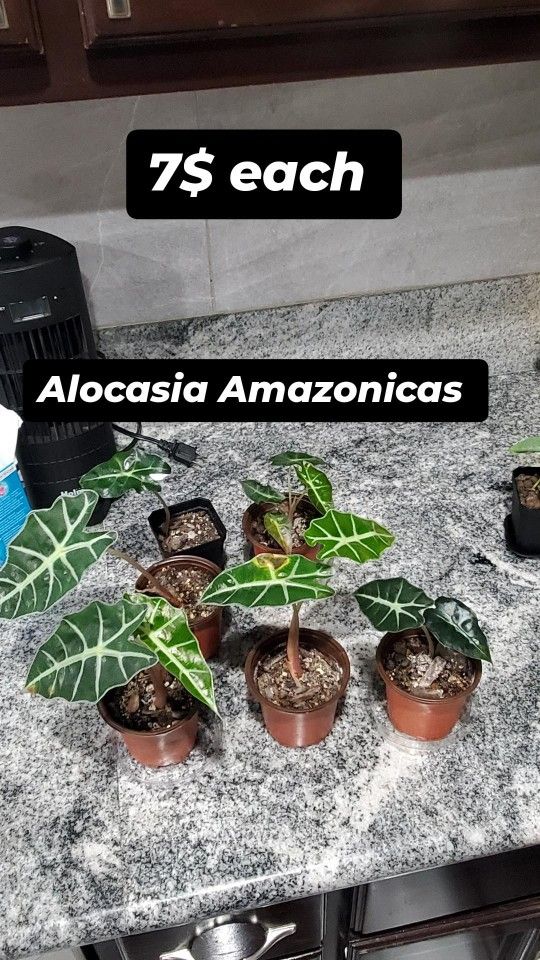 Small Plants For Sale in 2in Pot 