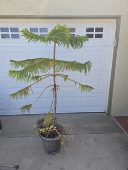 Free tree and lantern