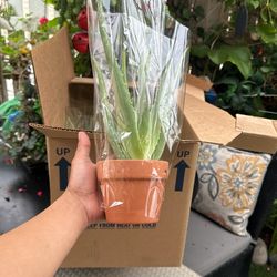 Aloe Vera Potts