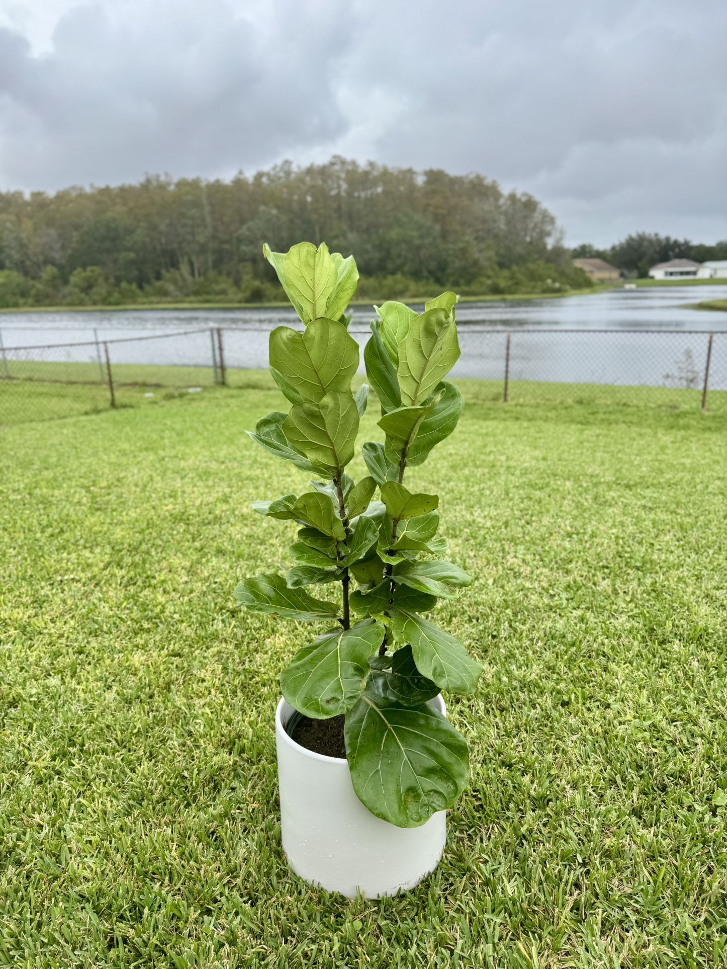 Lyrata Plant(pot Not Included)