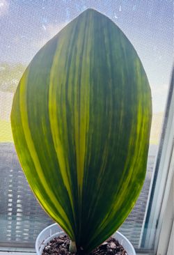 Variegated Whale Fin