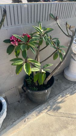 Plumerias plant (Pink, Yellow, Dark Pink)
