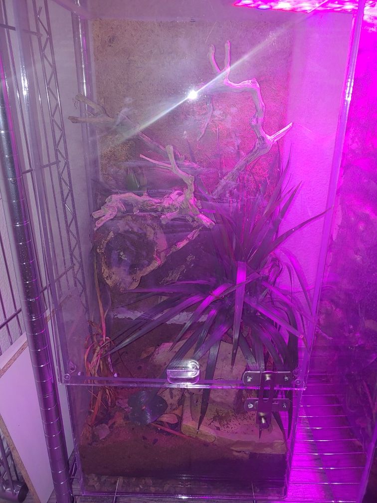 Living reptile vivarium for Sale in Las Vegas, NV OfferUp