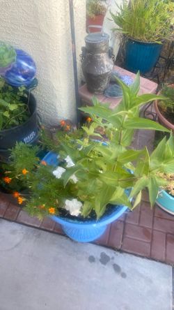 Pot and plants