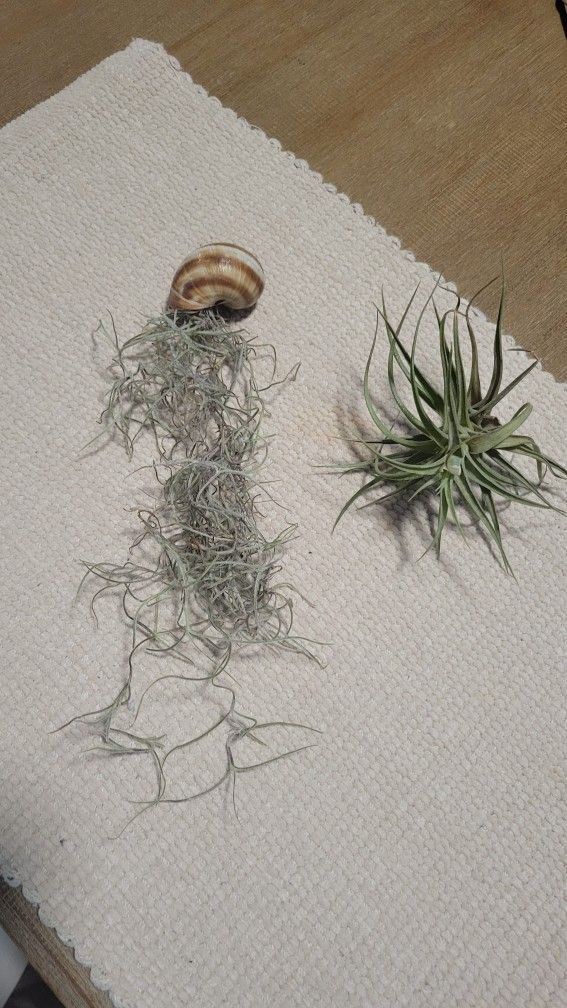 Air Plants 