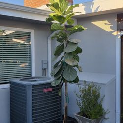 9 Ft 6 Inches Tall (Approximately)