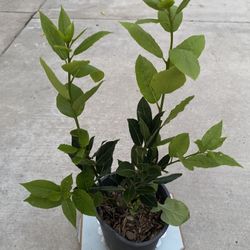 Planta De Laurel , Es Planta Aromática Para Ponerle A la Comida Esta En Maceta De 1 Gallón Pick Up Only