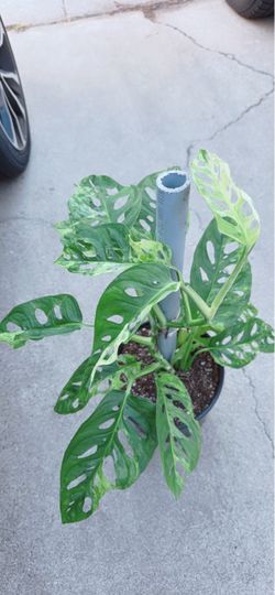 Big Leaf Variegated Swiss Cheese