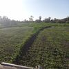  Farm Life 