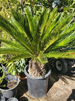 Sago palm tree
