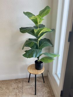 House Plant
