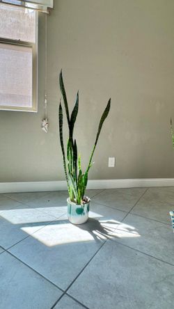 👍 Snake Plant, Mother-in-law's tongue, Saint George's sword."