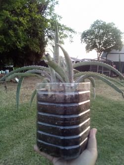 Rare Spotted Aloe Plant 🌵 Easy Care • Unique Look • Low Water
Aloe Exótico con Manchas 🌵