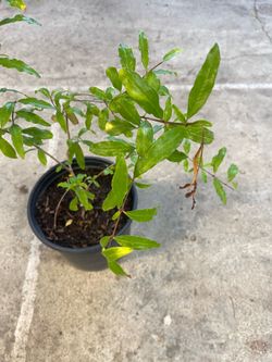 Healthy & Established 3-Gallon Pot – 2-Year Pomegranate Tree