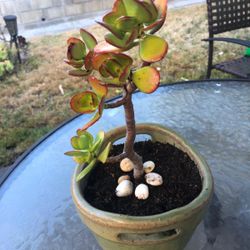 Jade Tree 
