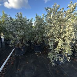 Silver Buttonwood Plants
