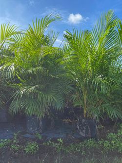 Huge And Beautiful Arecas Palms About 8-9 Feet Tall For Just $80 SALE Instant Privacy Plants Green Fencing Privacy Hedges 