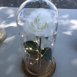 Rosa Con Luces